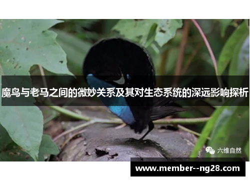 魔鸟与老马之间的微妙关系及其对生态系统的深远影响探析